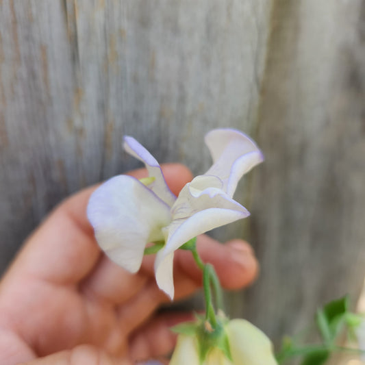 Sweet Pea - Old Times