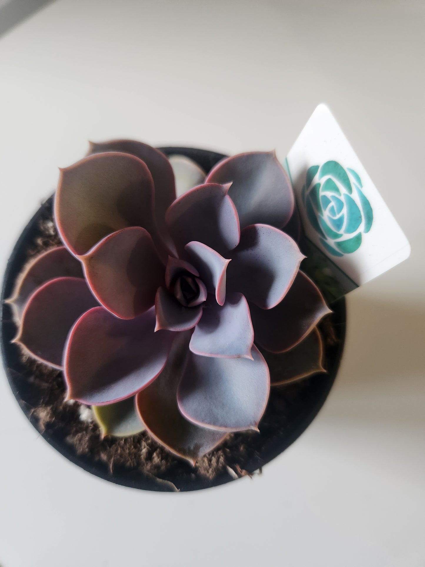 Echeveria 'Purple Pearl'