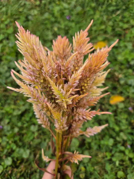 Celosia - Shimmer Sorbet (Orange & Pink)