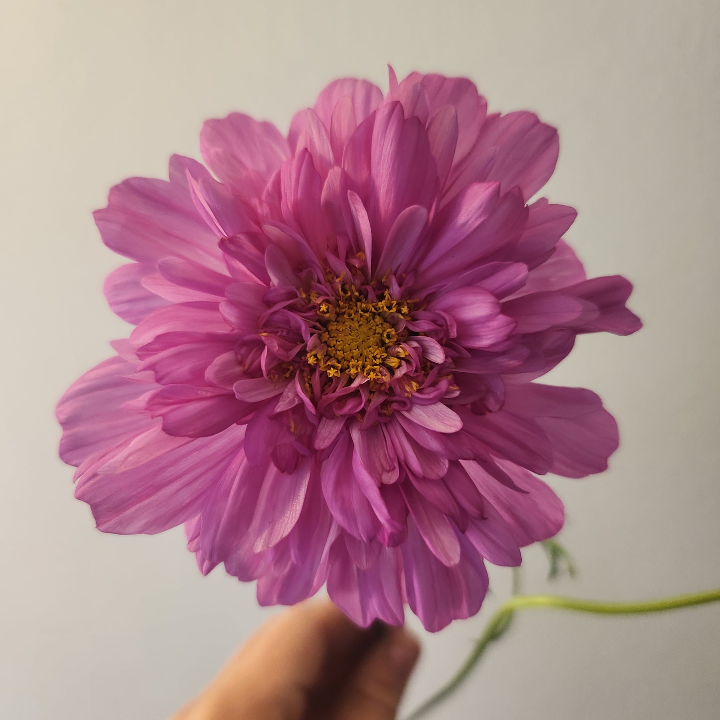 Cosmos - 10 Stem Mixed Bunch