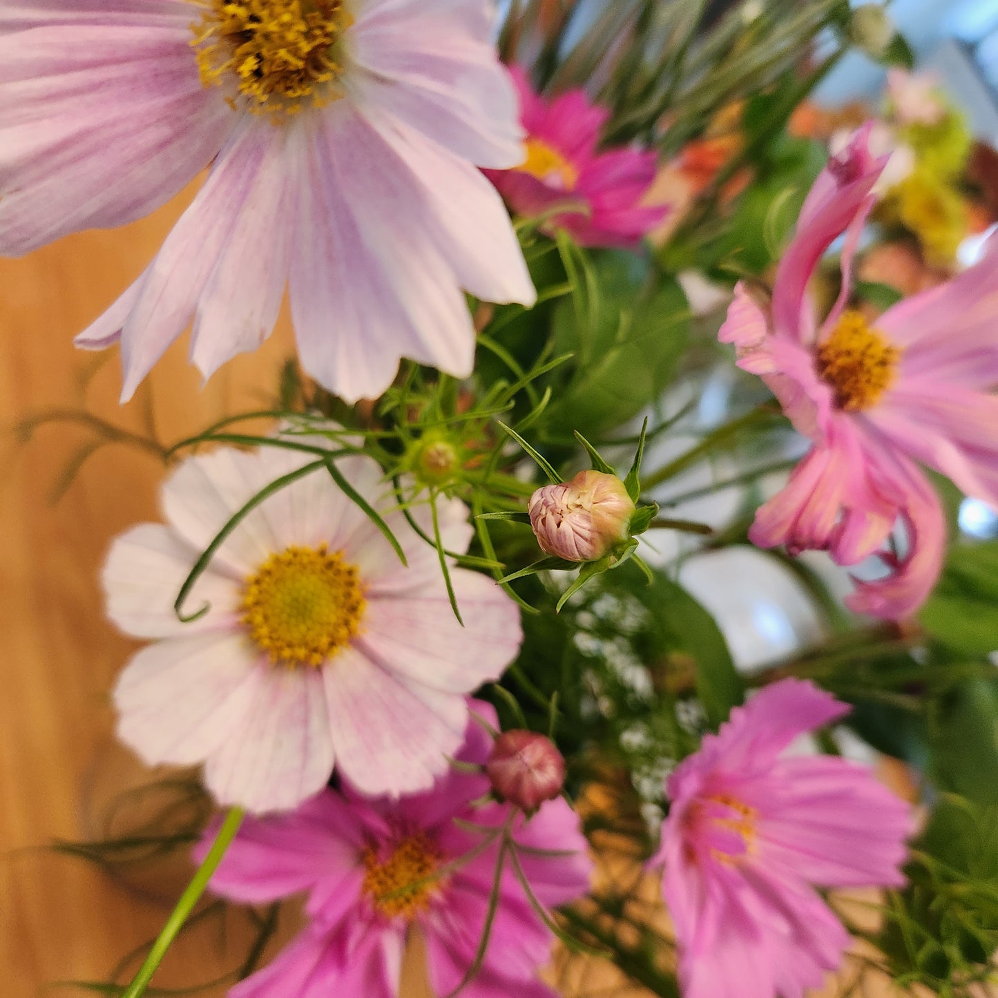 Cosmos - 10 Stem Mixed Bunch