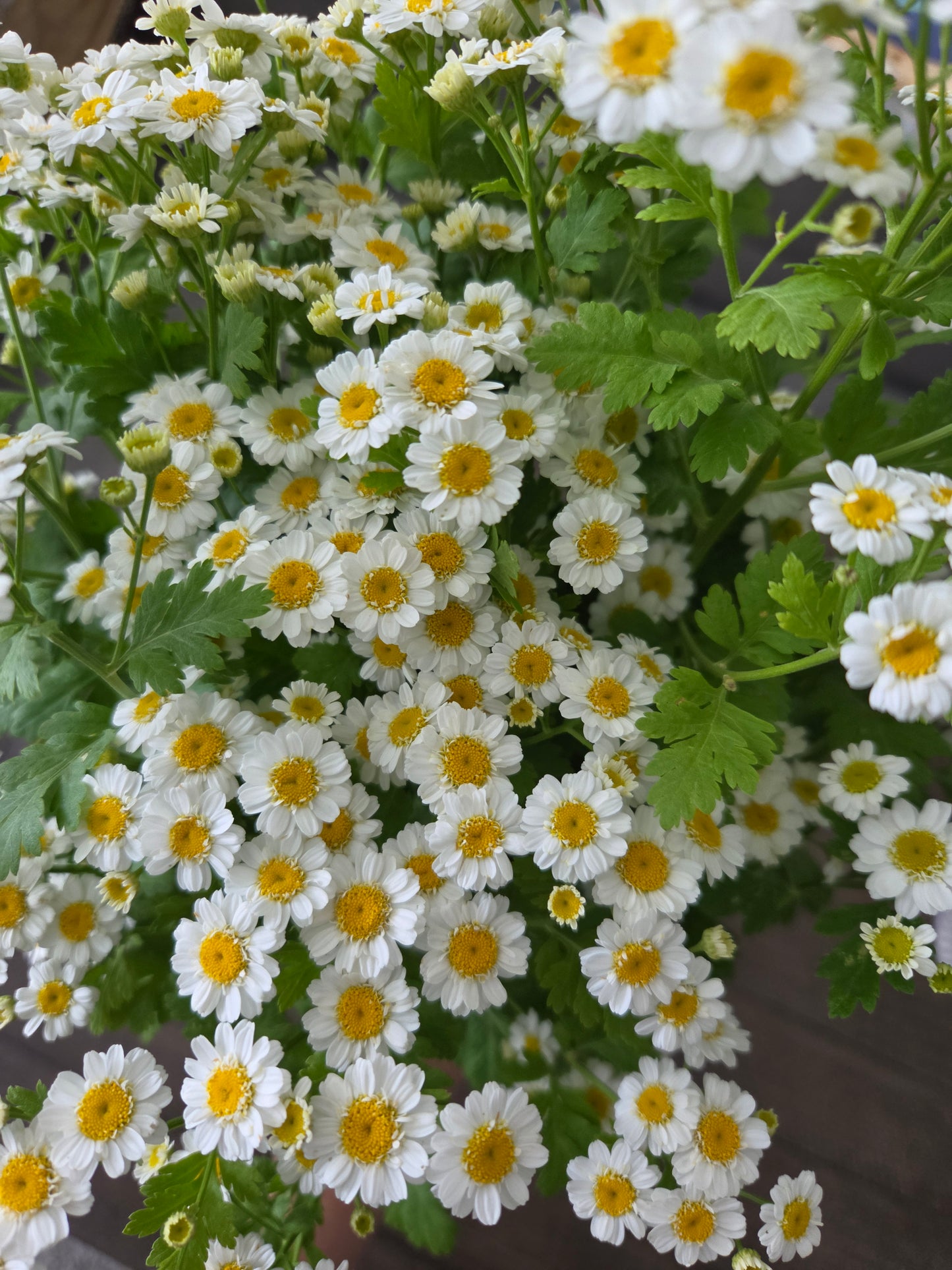 Feverfew - 10 Stem Bunch