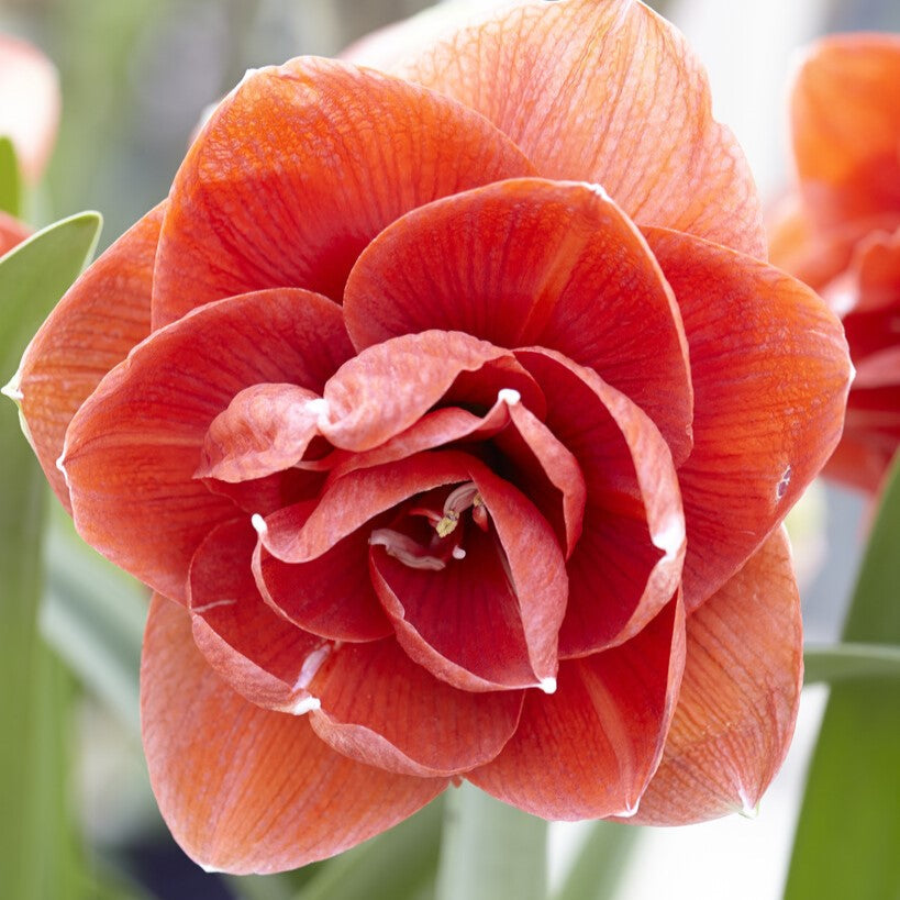 Double Bloom Amaryllis 6” (Nyora)