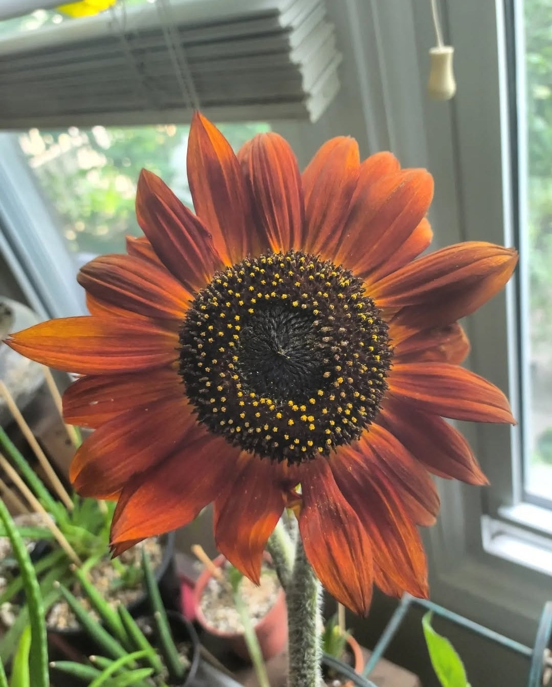 Specialty Sunflower Mixed Pack