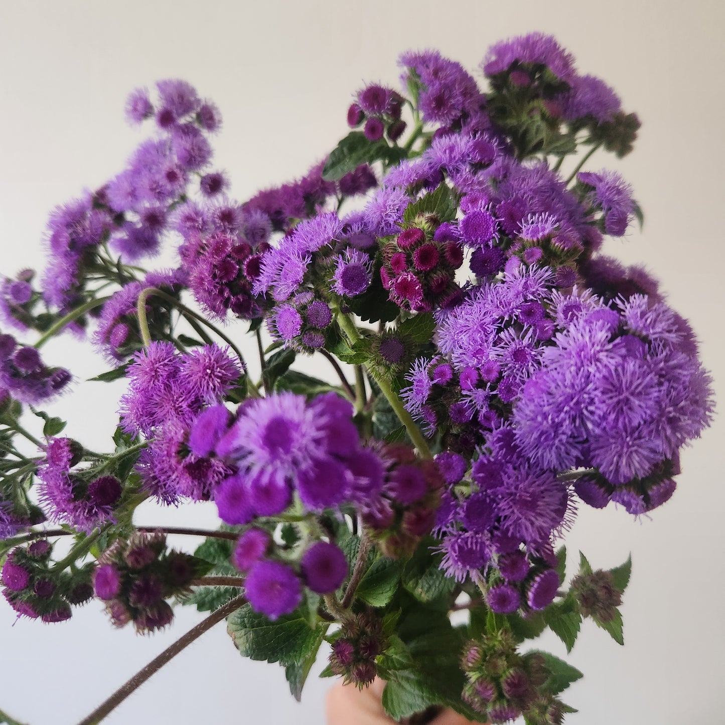 Ageratum - 10 Stem Fresh Cut Bunch