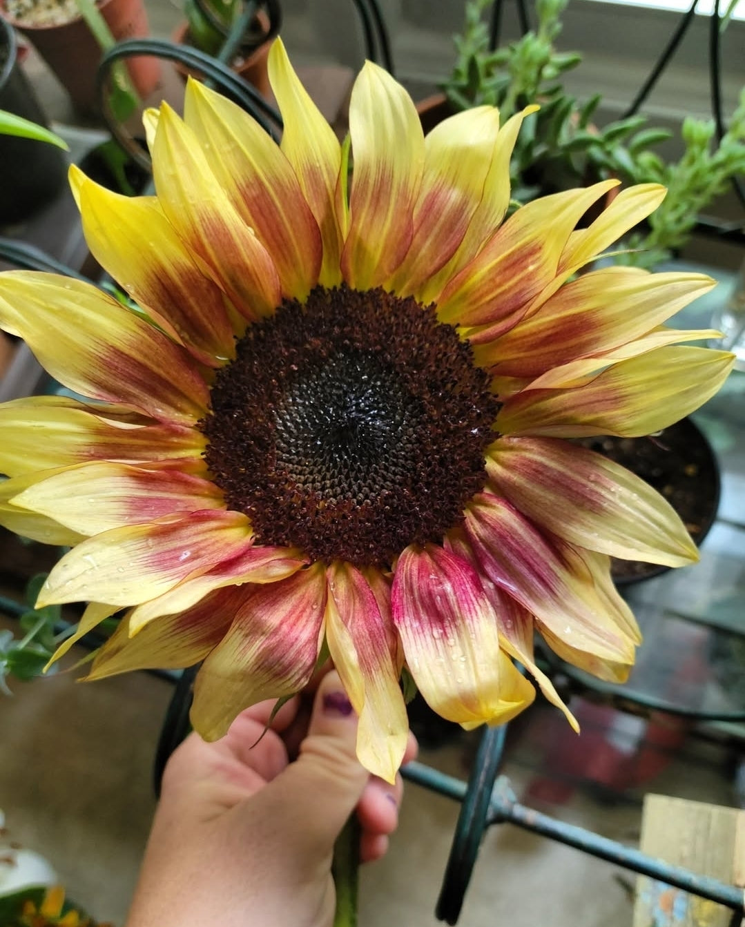 Specialty Sunflower Mixed Pack