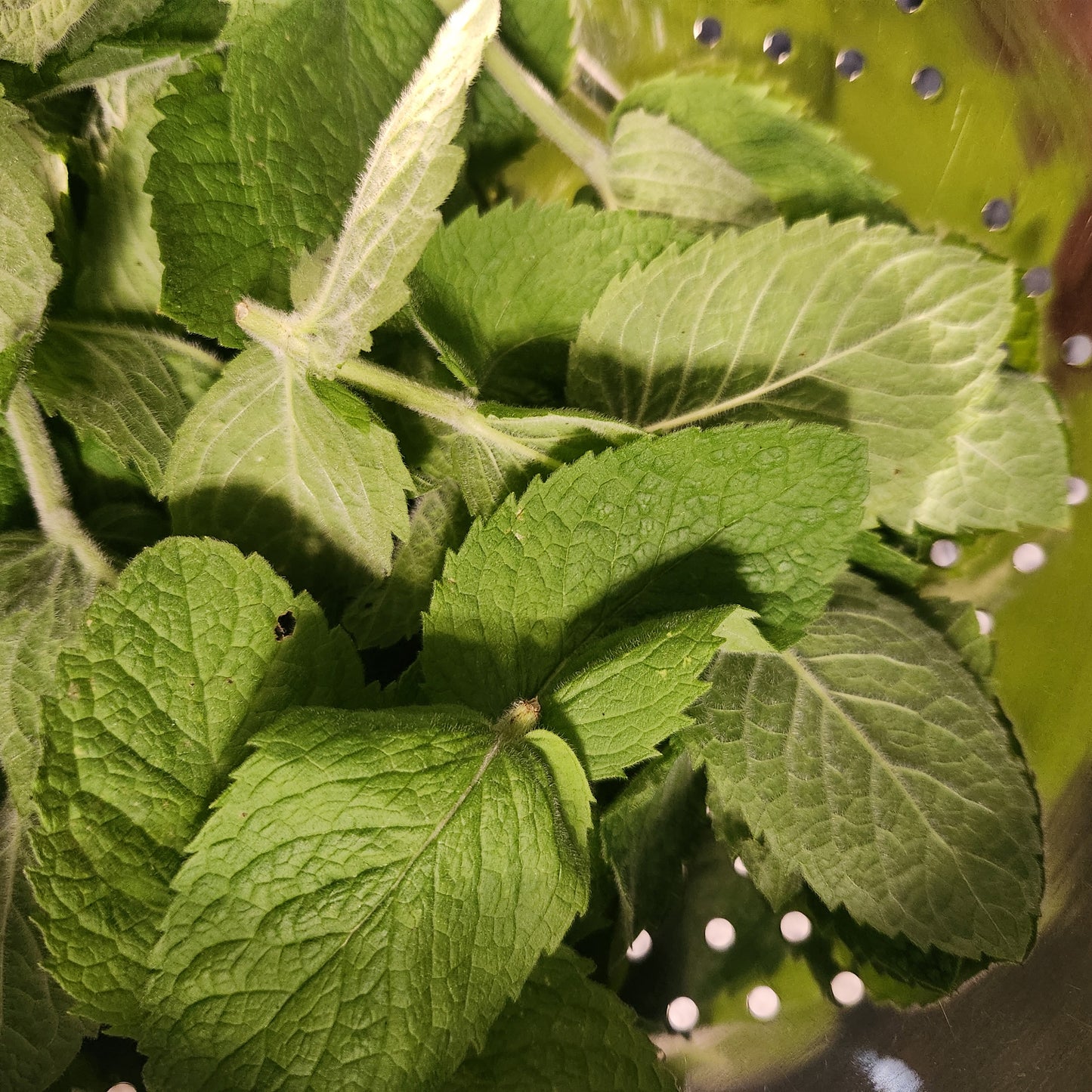 Apple Mint