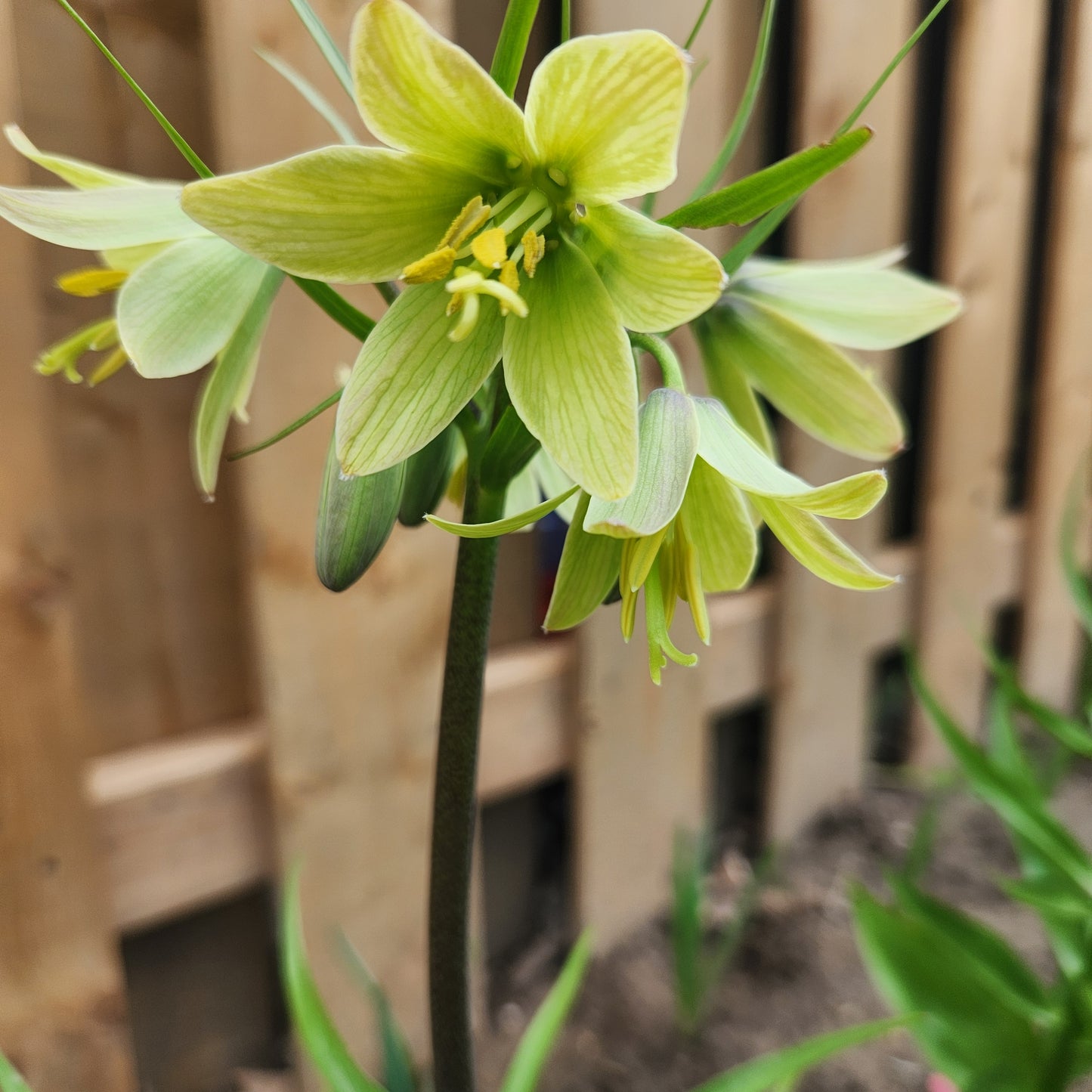 Fritillaria - Raddeana