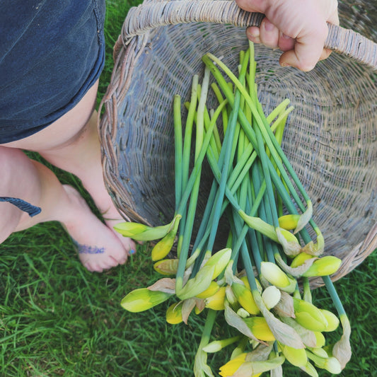 Doorstep Daffodil CSA Subscription 2026