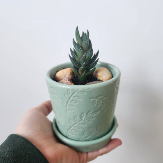 Haworthiopsis reinwardtii succulent (Zebra Succulent) Potted