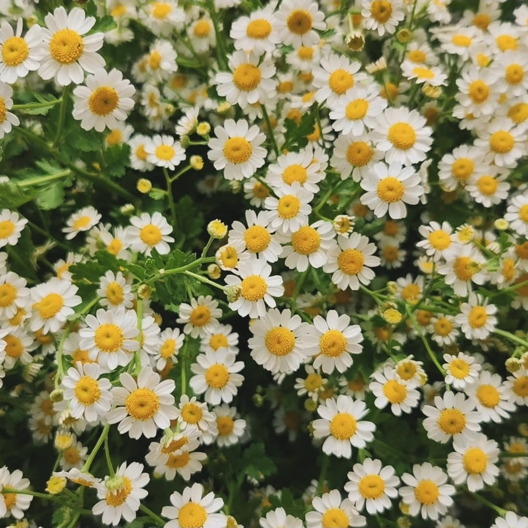 Feverfew - Magic Single