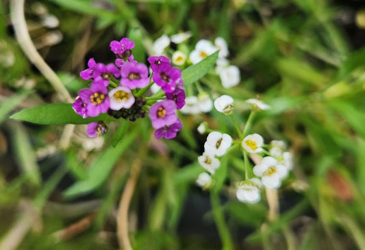 Alyssum - Sweet Bliss Blend
