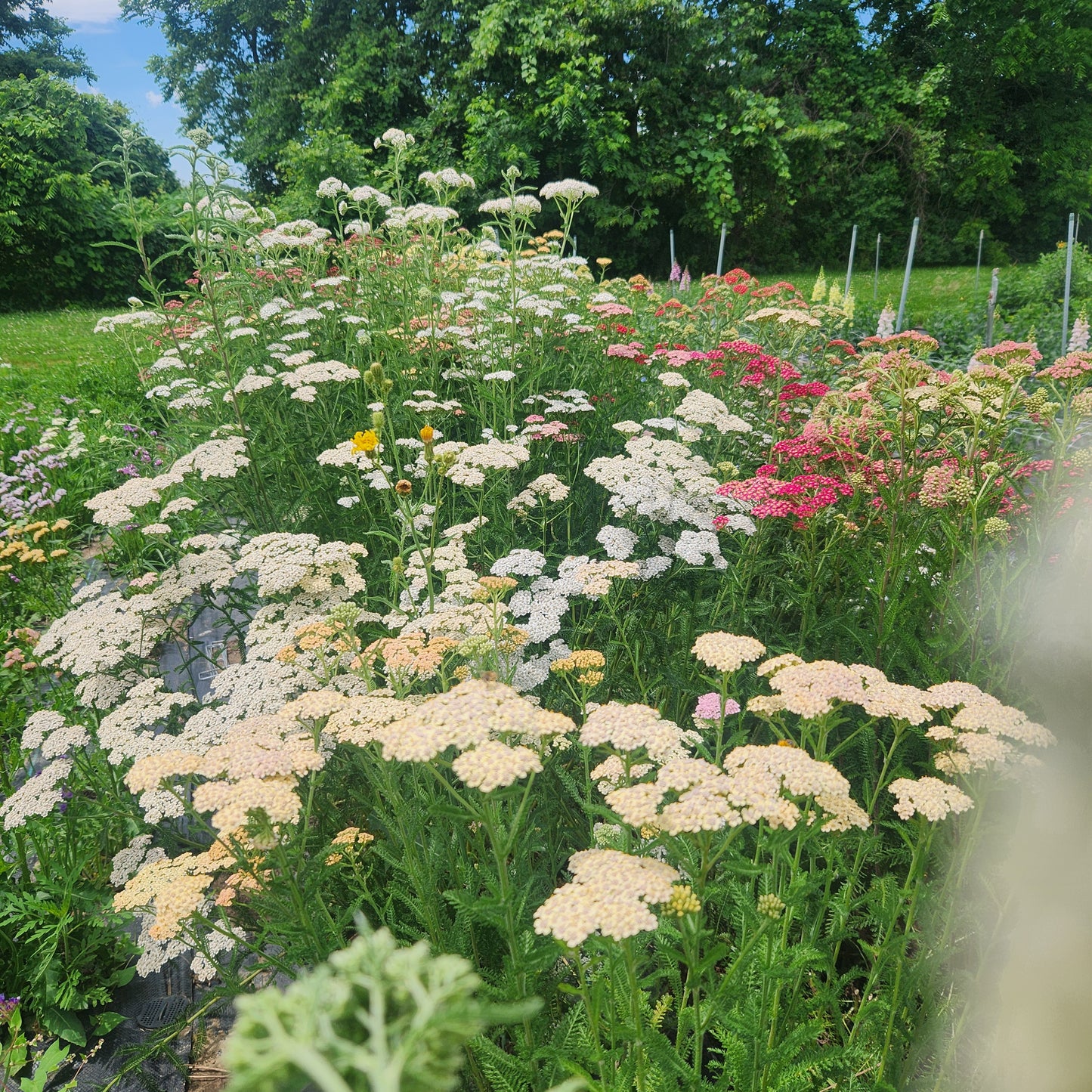 Yarrow Mix
