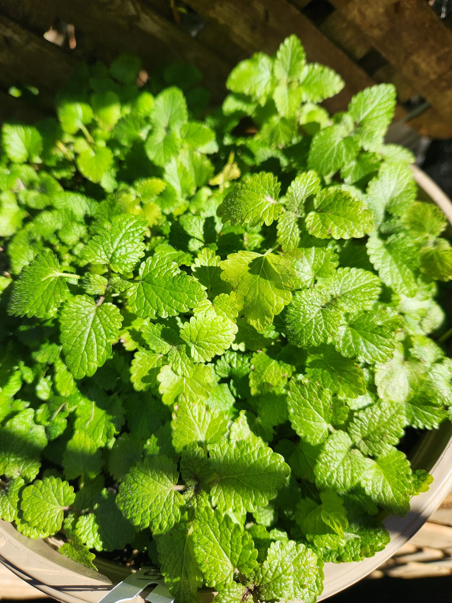 Lemon Balm