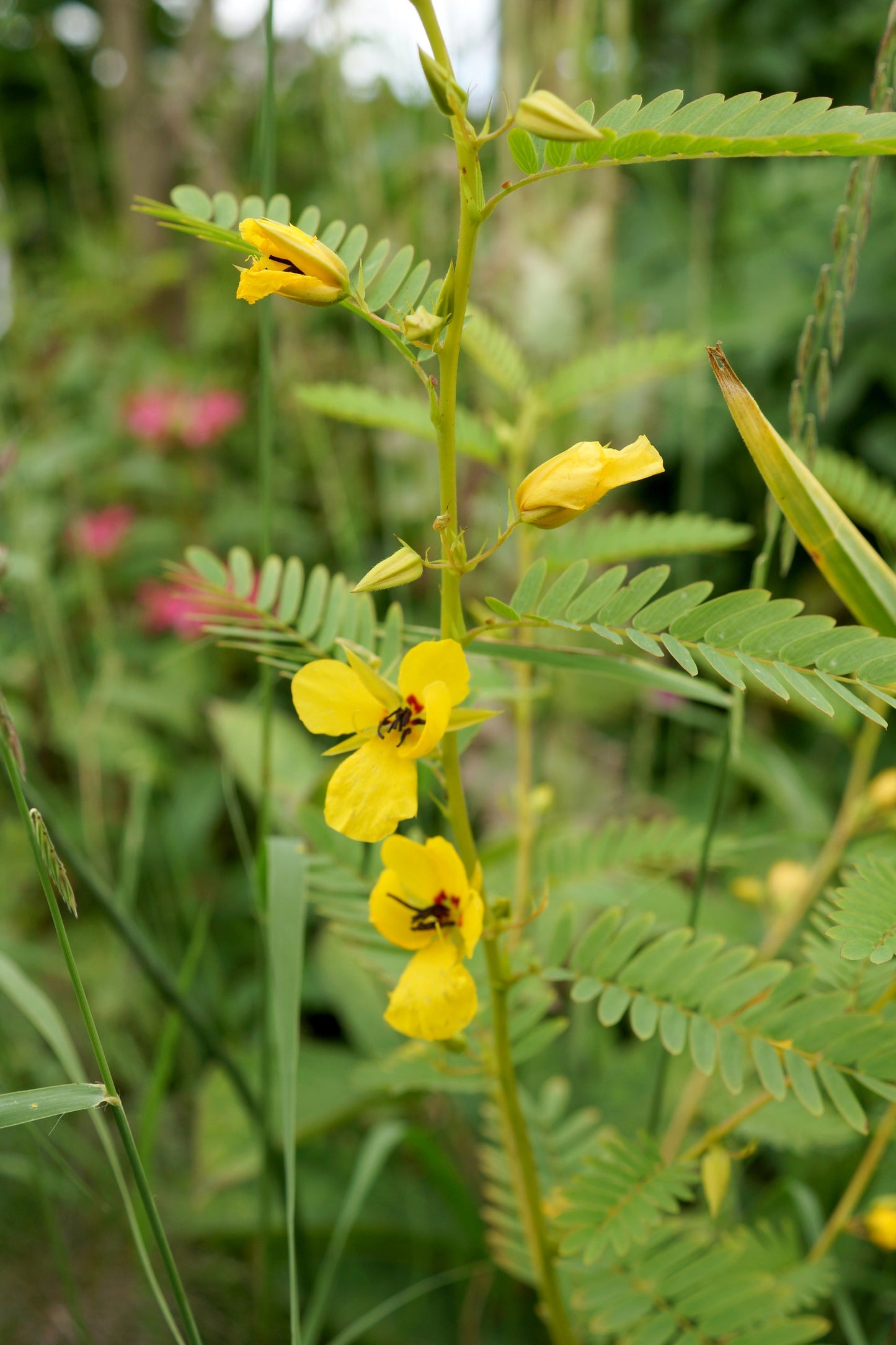 Partridge Pea