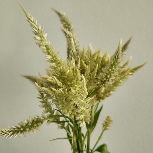 Celosia - Yellow Shimmer