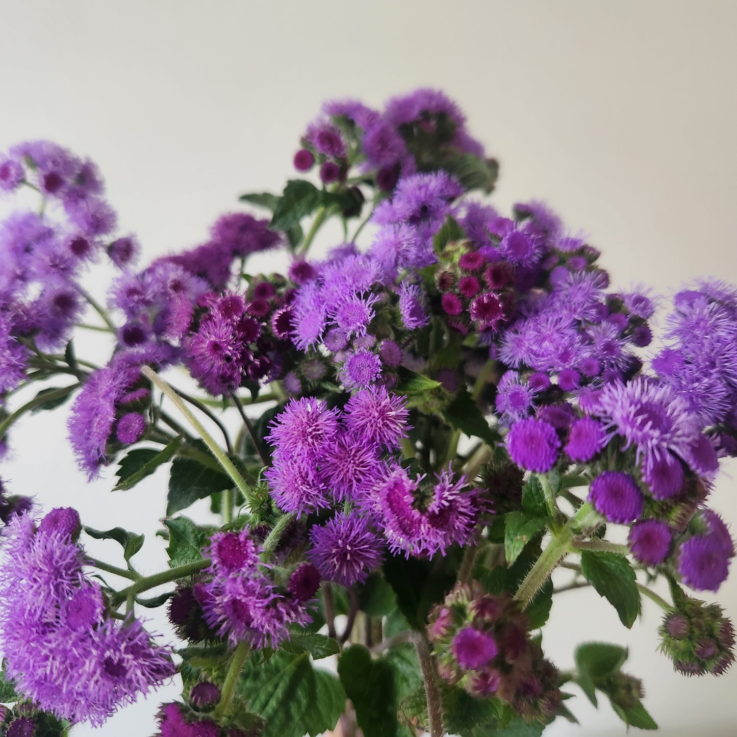 Ageratum - 10 Stem Fresh Cut Bunch