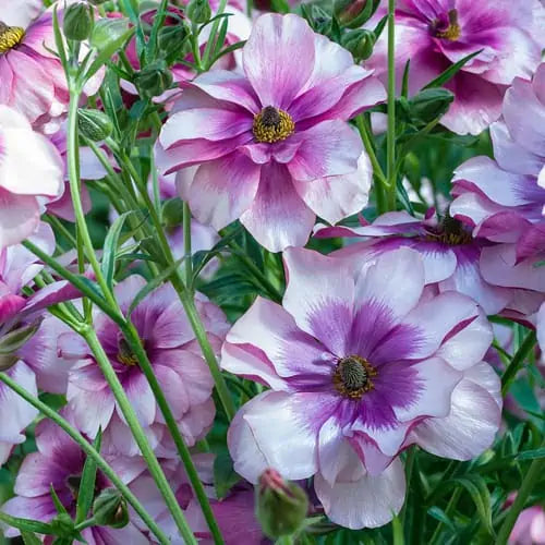 Ranunculus Corms.