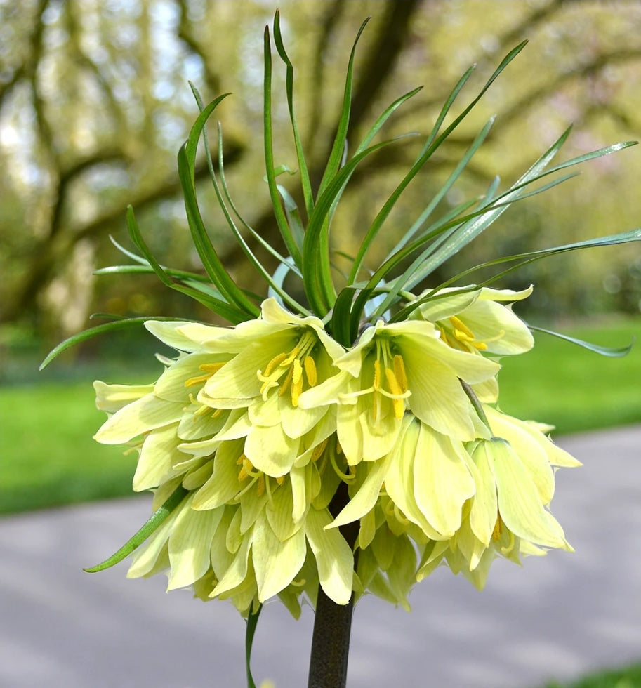 Fall 2024 Fritillaria