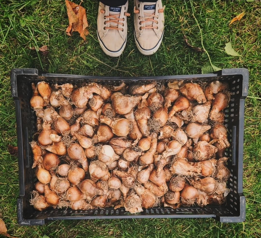 Fall Bulbs
