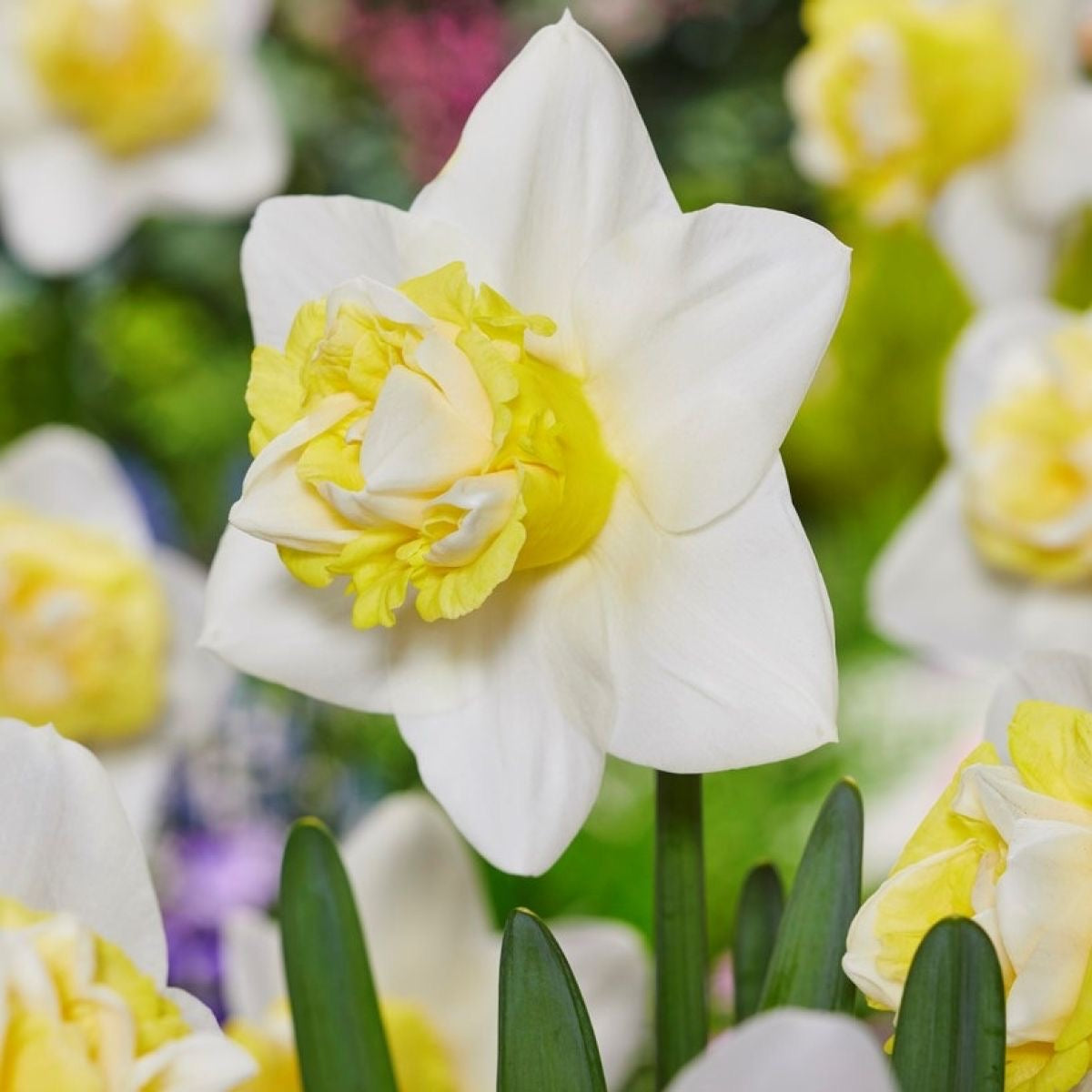 Doorstep Daffodils - Spring CSA Subscription 2025