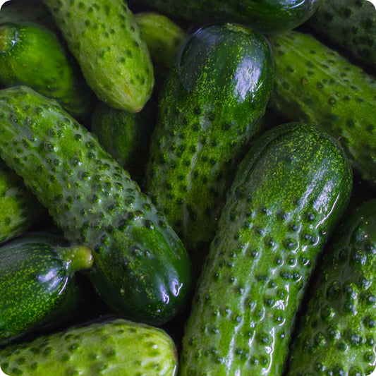 Cucumber - National Pickling