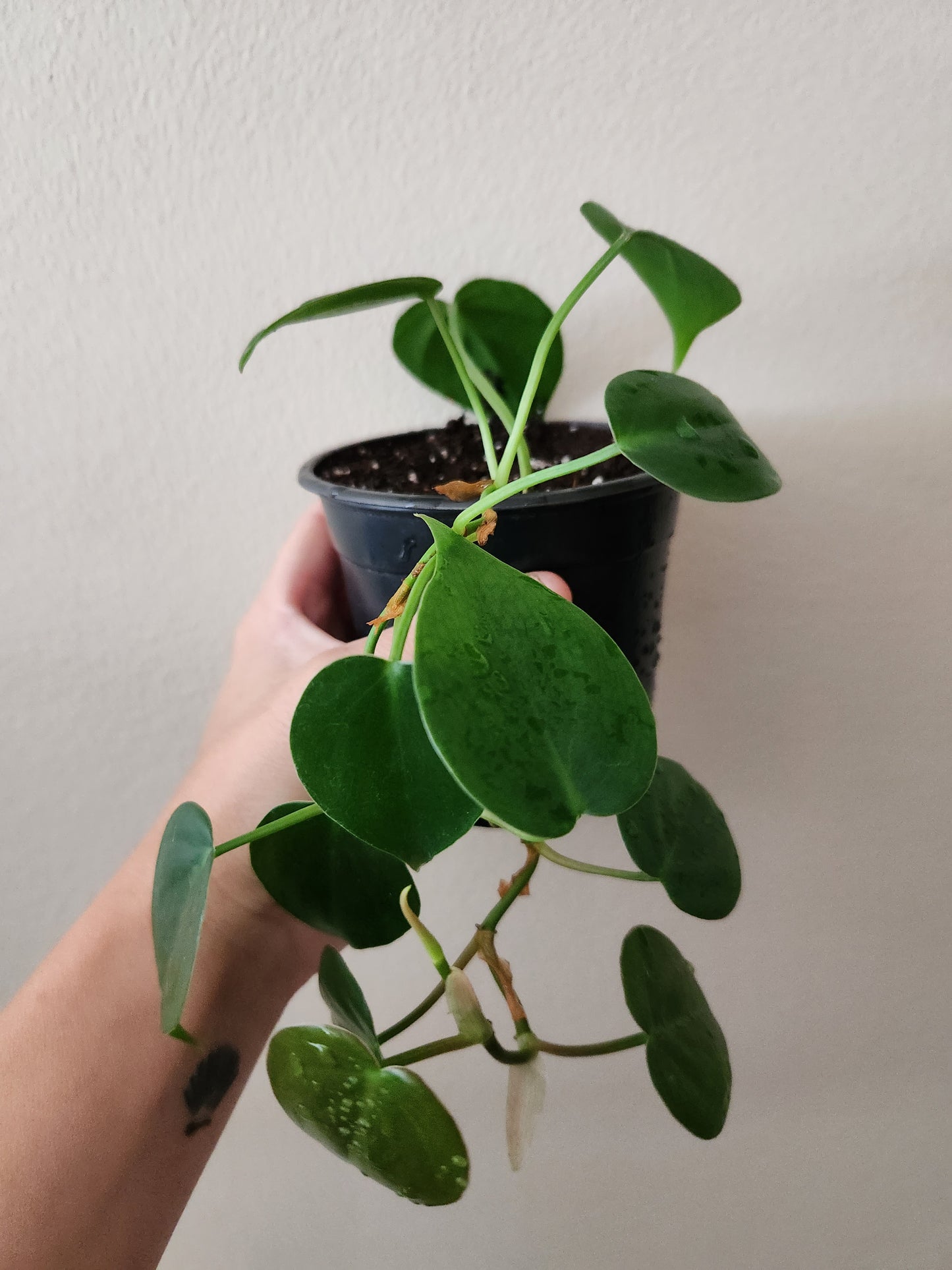 Heart Leaf Philodendron Plant