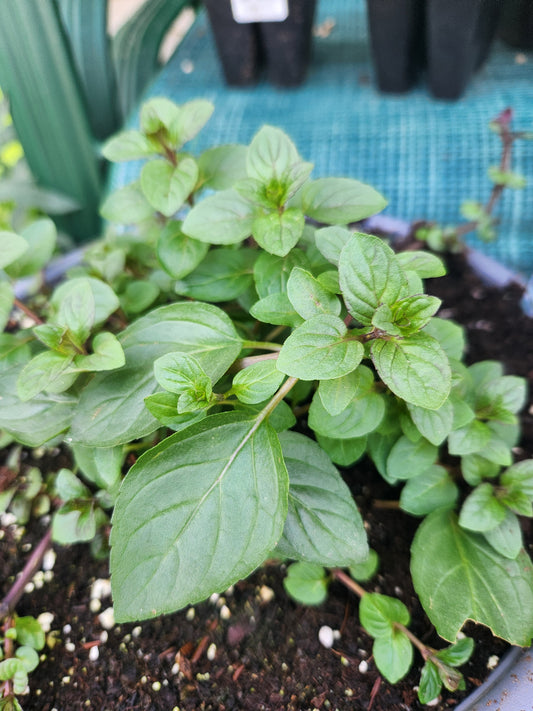 Mélange à la menthe - Fraise, chocolat, mojito