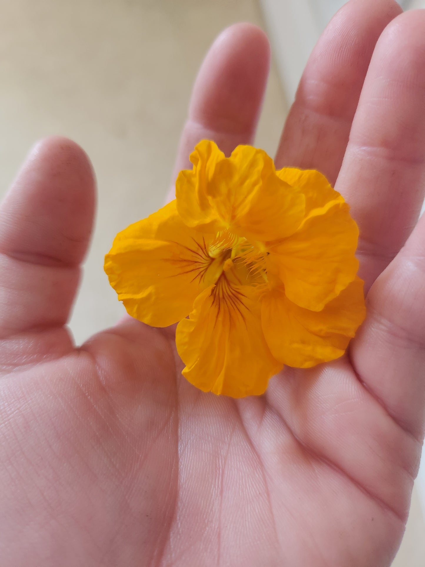 Nasturtium Mix