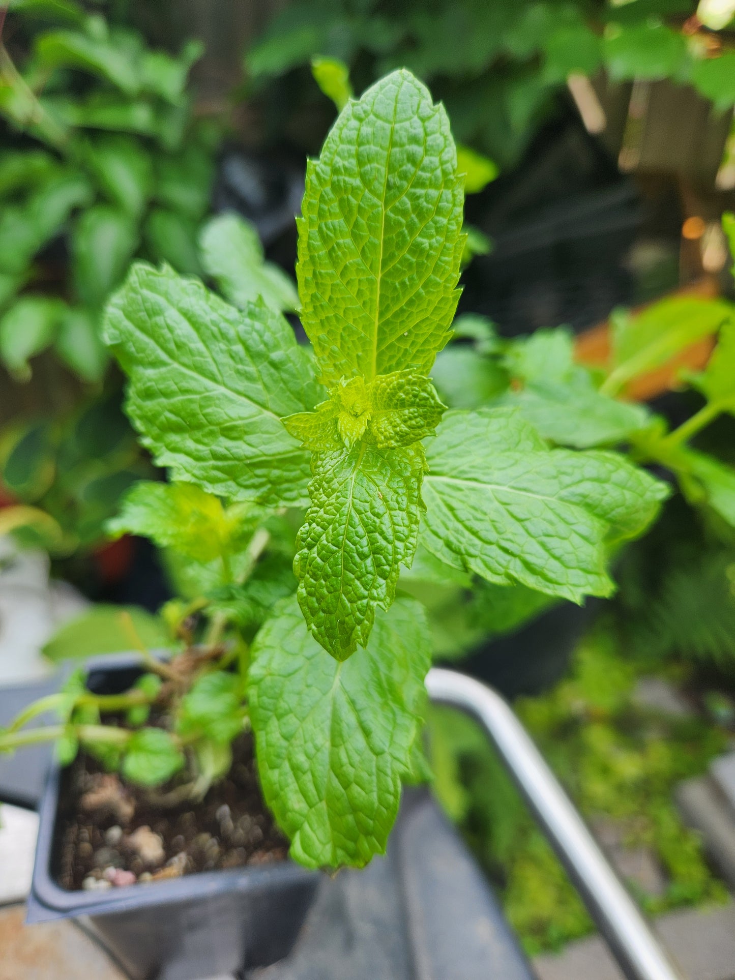 Mojito à la menthe