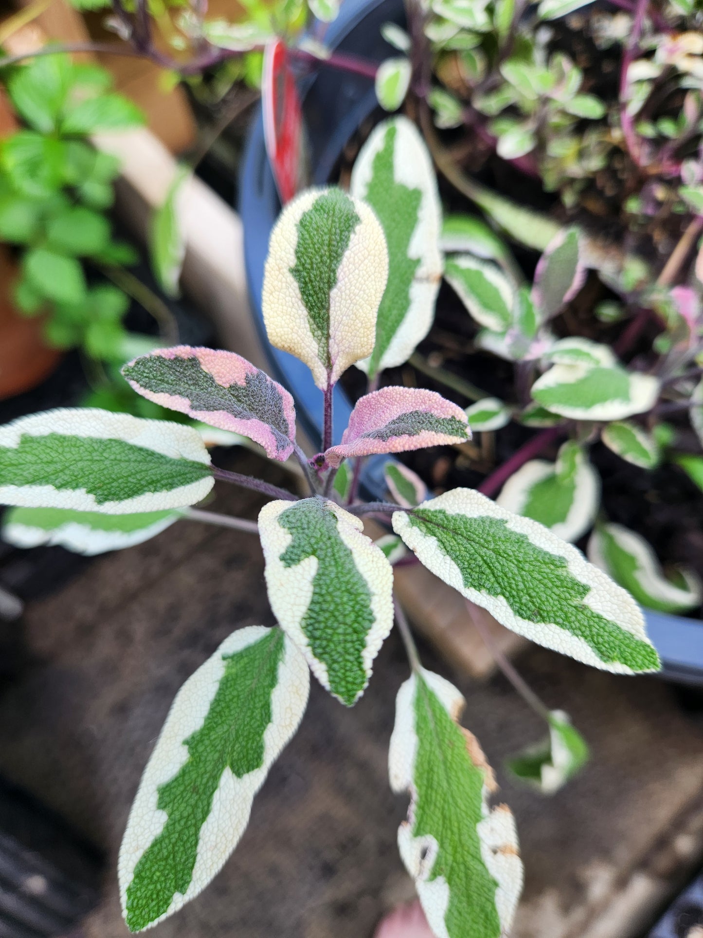 Herb Mix - African Blue Basil, Oregano, Lemon Tyme, Sage, Rosemary