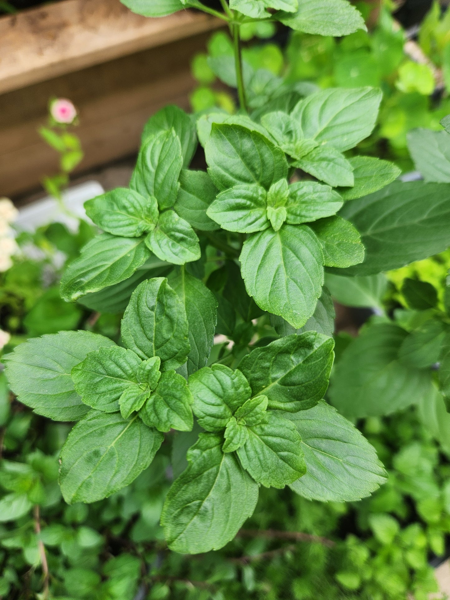 Herb Mix - African Blue Basil, Oregano, Lemon Tyme, Sage, Rosemary