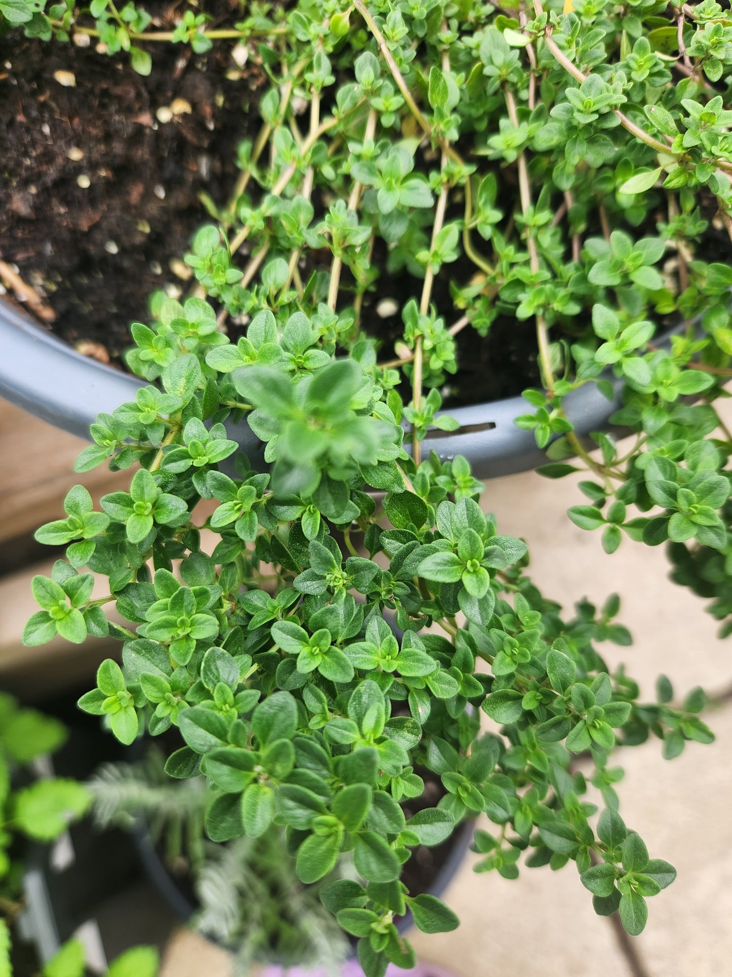 Lemon Thyme