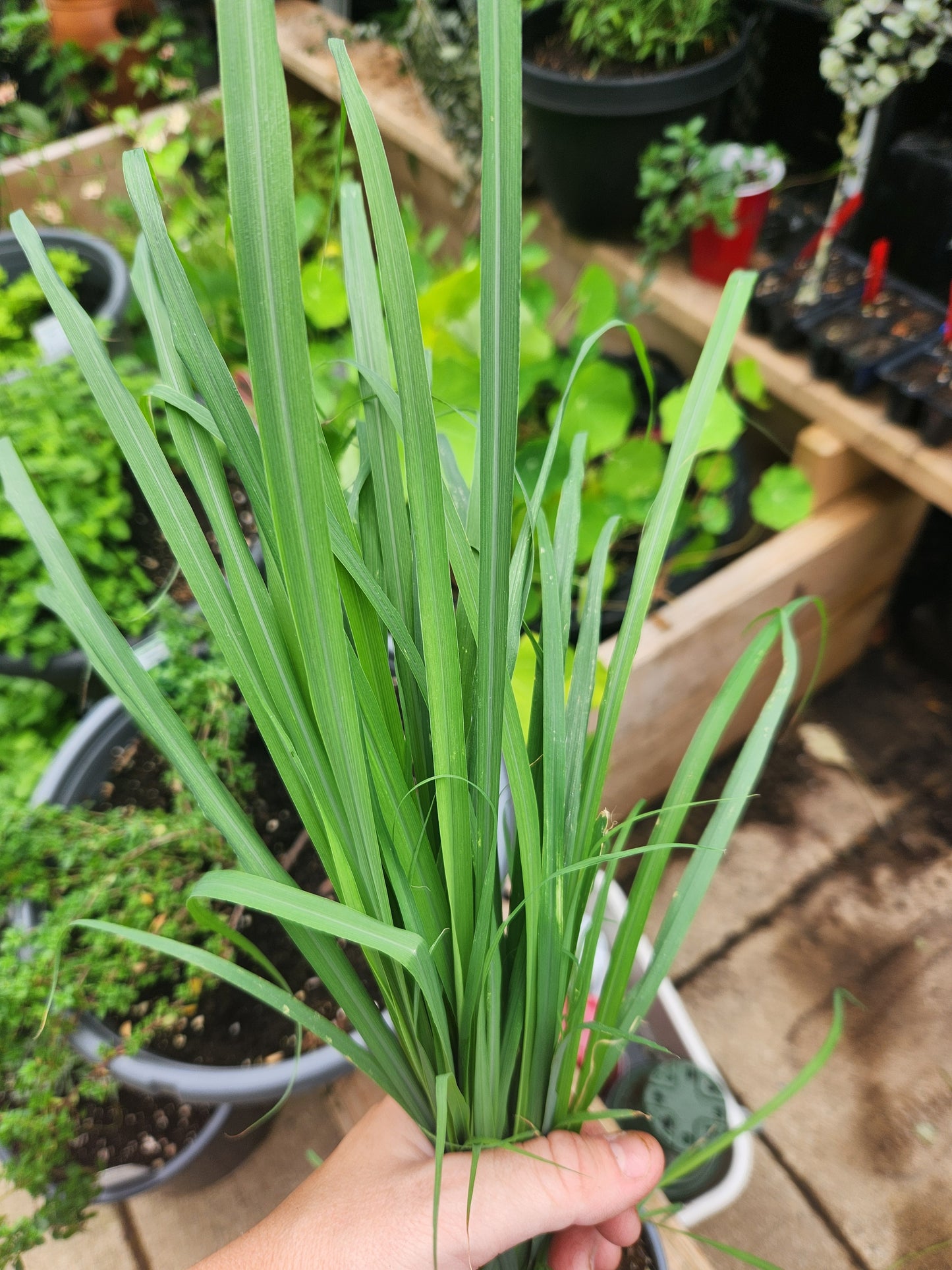 Lemon Grass