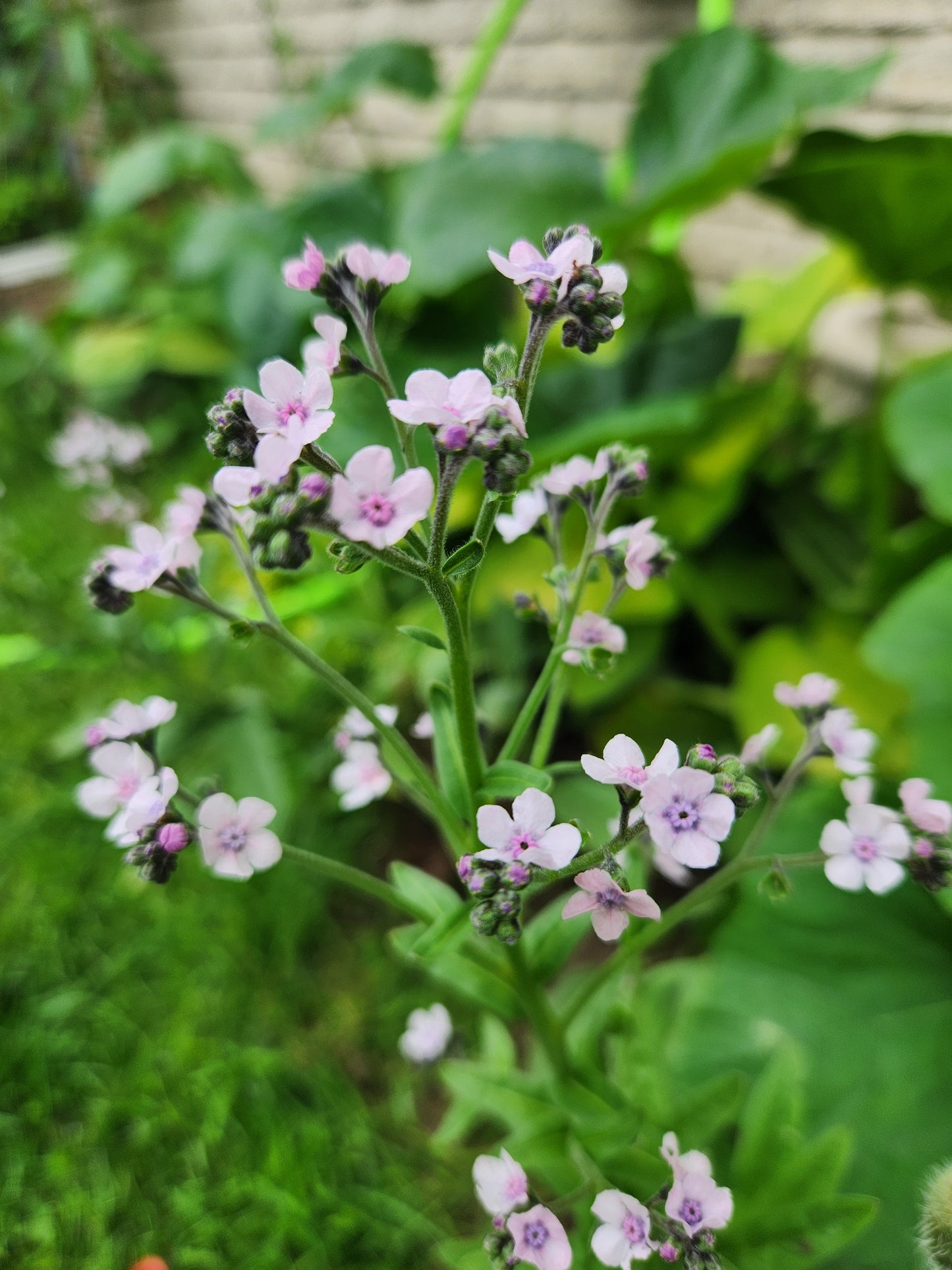 Mystic Pink -  Forget-me-nots