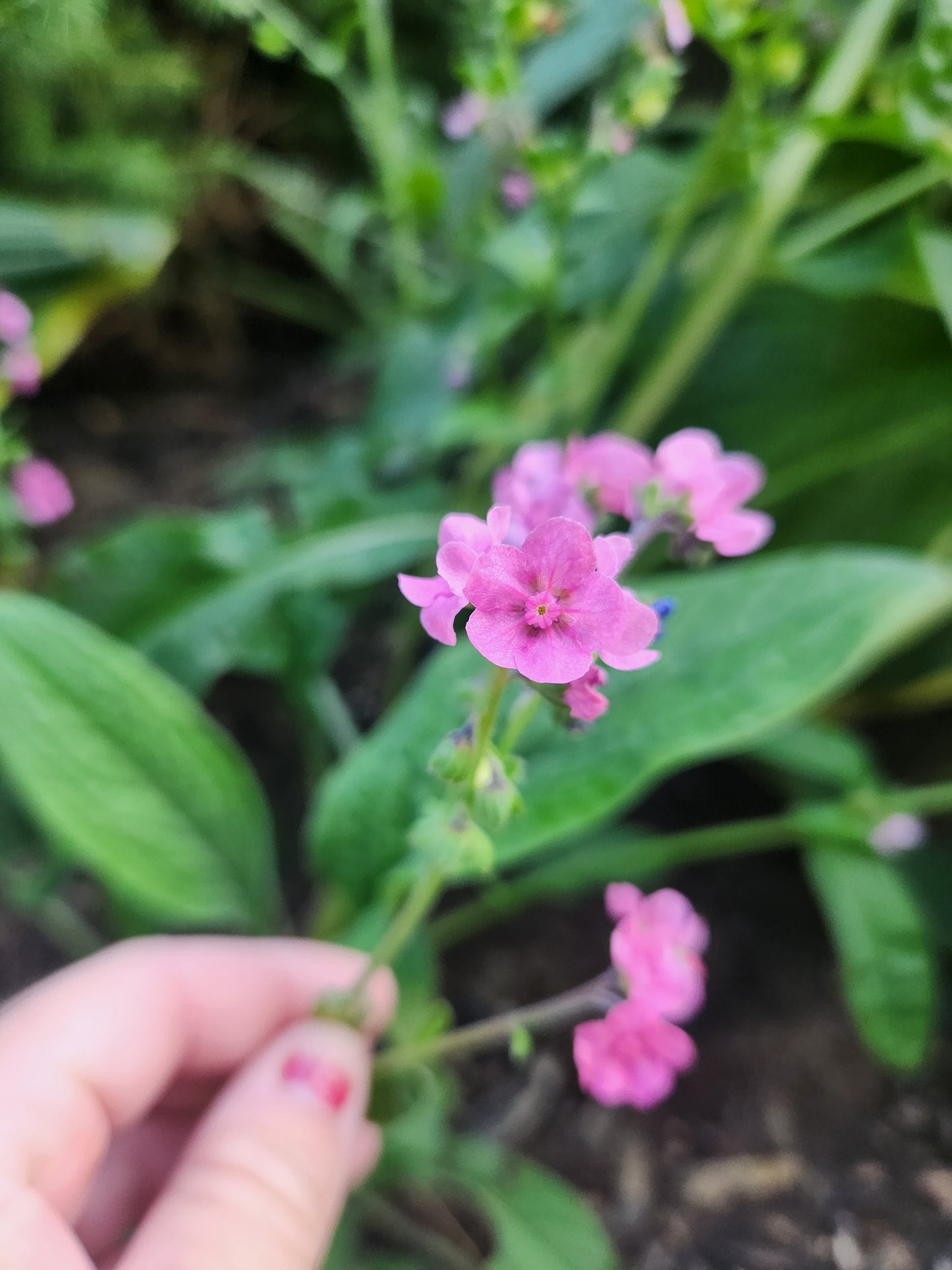 Mystic Pink -  Forget-me-nots