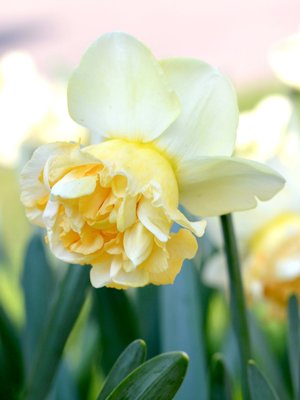 Doorstep Daffodils - Spring CSA Subscription 2025