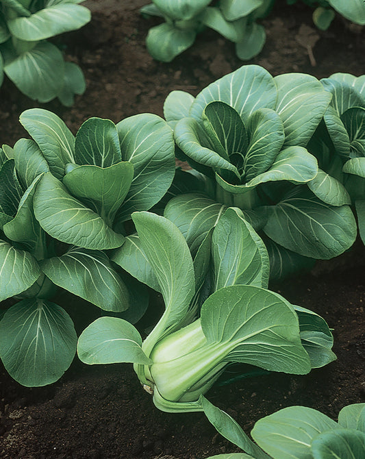 Pak Choi - Mei Qing