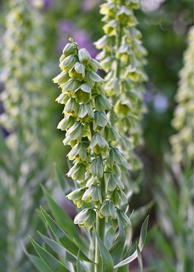 Fritillaria - Persica Ivory Bells