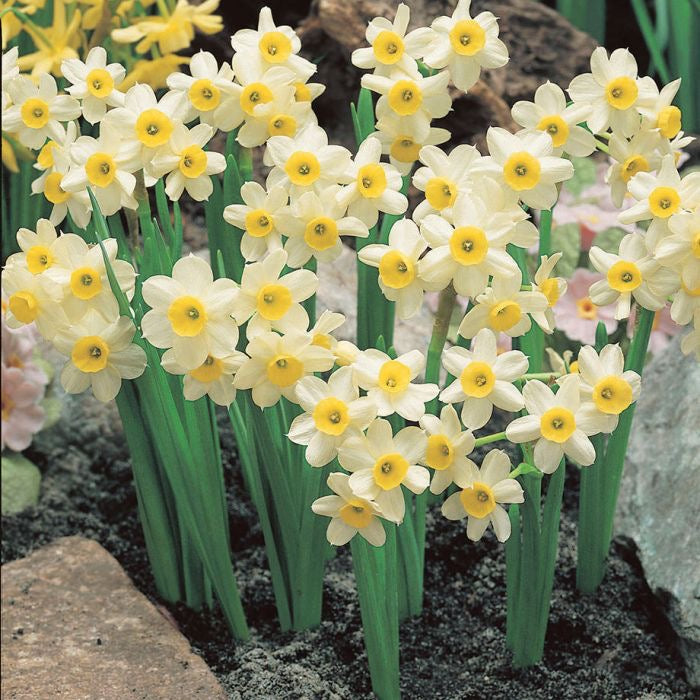 Doorstep Daffodils - Spring CSA Subscription 2025