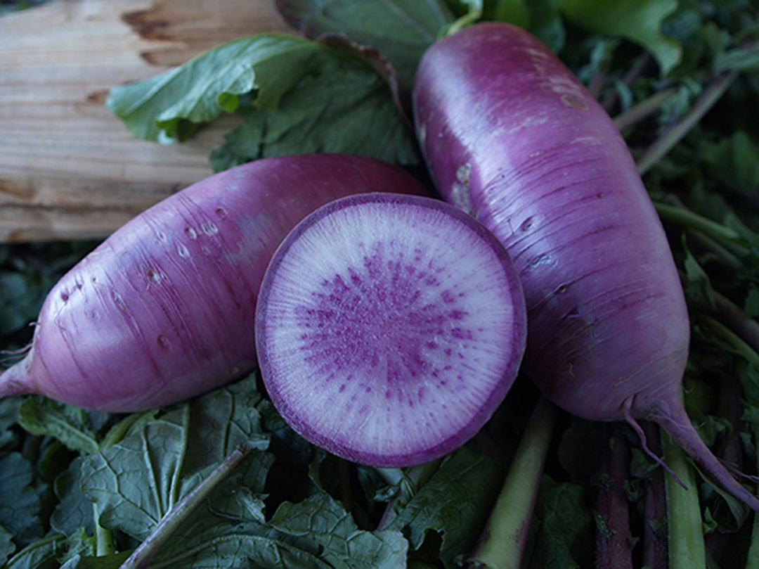 Winter Radish - Blue Candle Hybrid