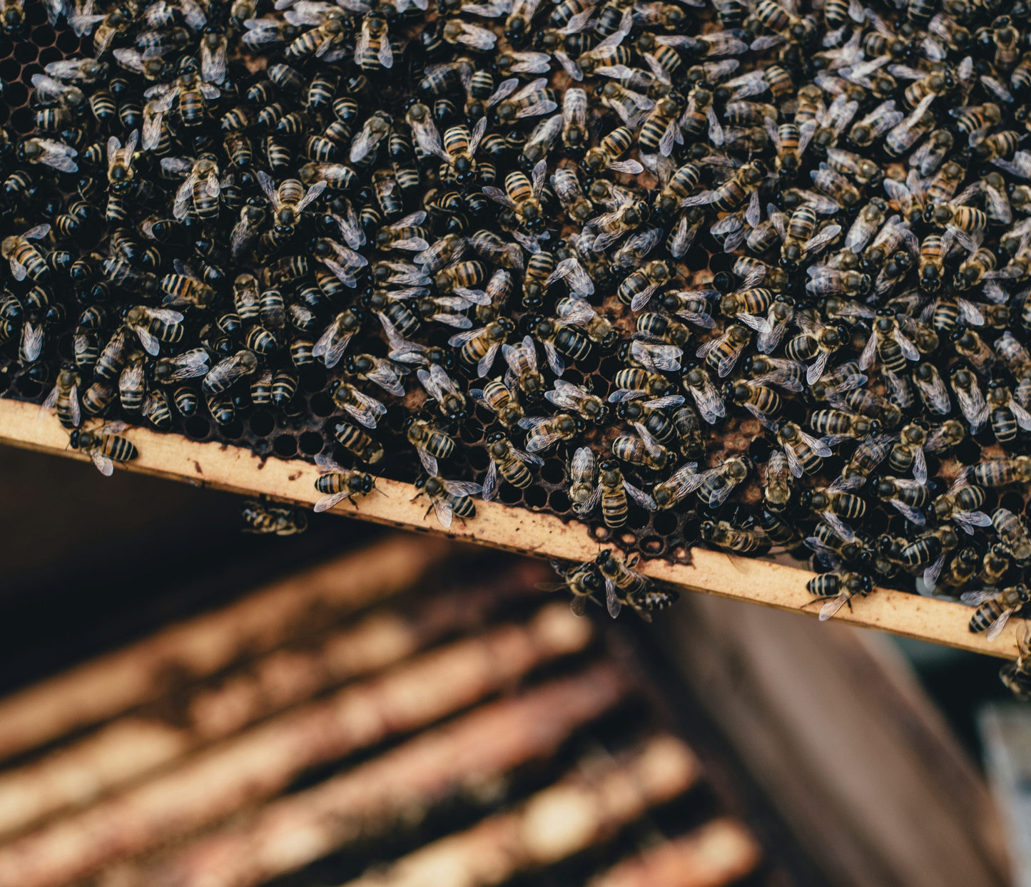 Webinar - Let’s Talk The Basics of Bees + Beekeeping