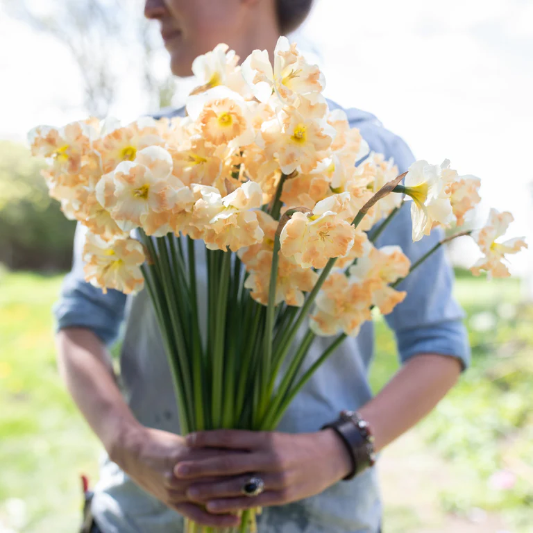 Doorstep Daffodils - Spring CSA Subscription 2025