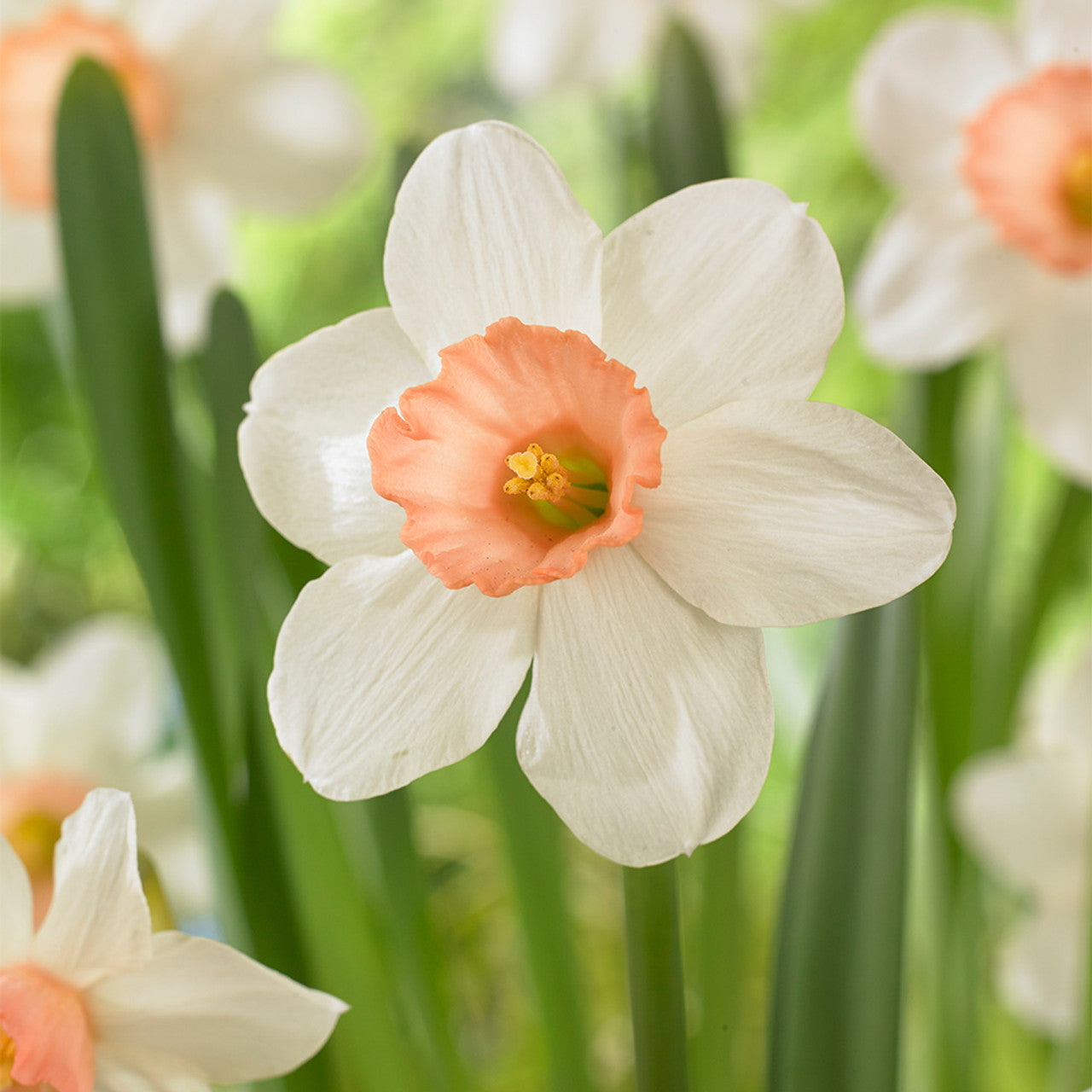 Doorstep Daffodils - Spring CSA Subscription 2025