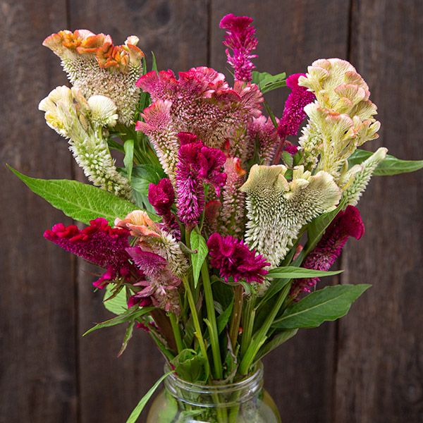 Celosia Blend Mix