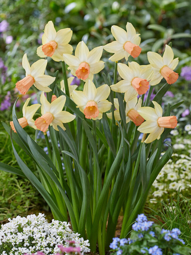 Doorstep Daffodils - Spring CSA Subscription 2025