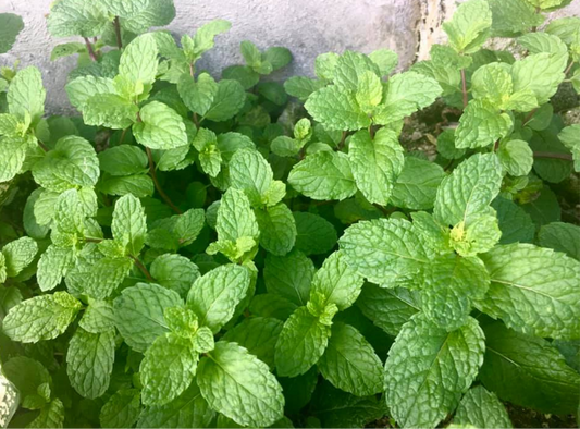 Mint Mix