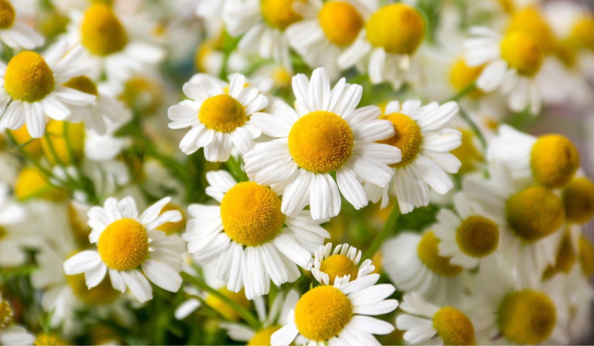 Chamomile - Matricaria chamomilla