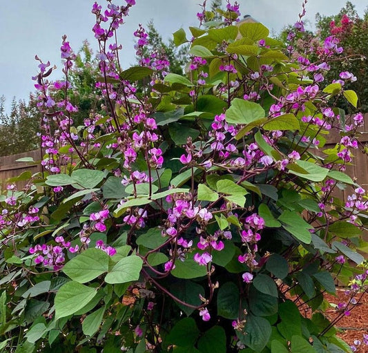 Hyacinth Bean