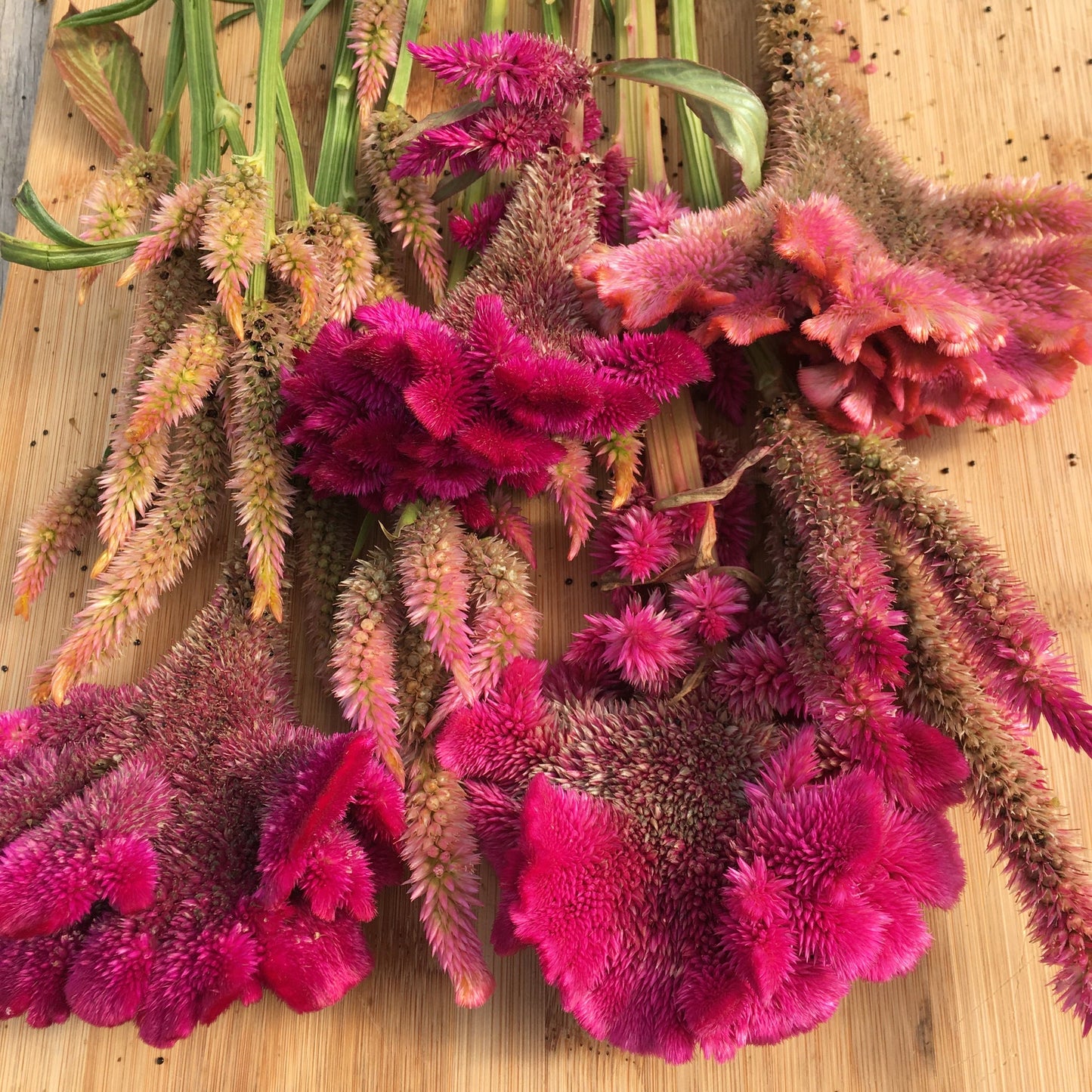 Celosia Blend Mix